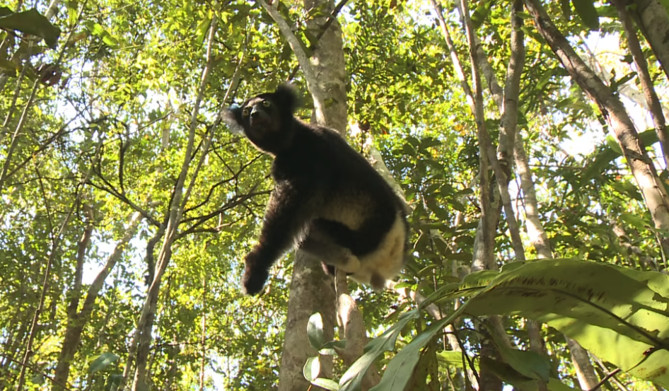 Les Lémuriens de Madagascar